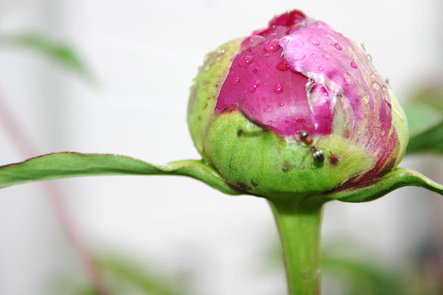 Poeny bud