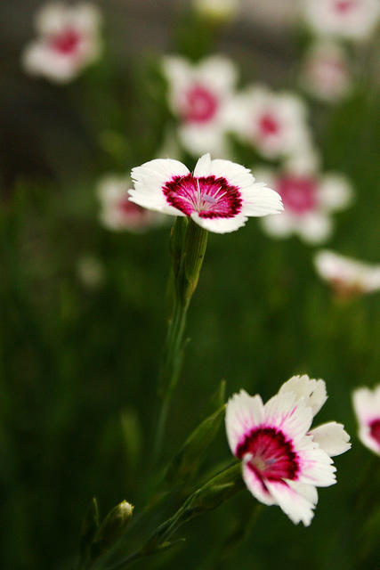 Maiden Pinks?  Cheddar Pinks?  I forget