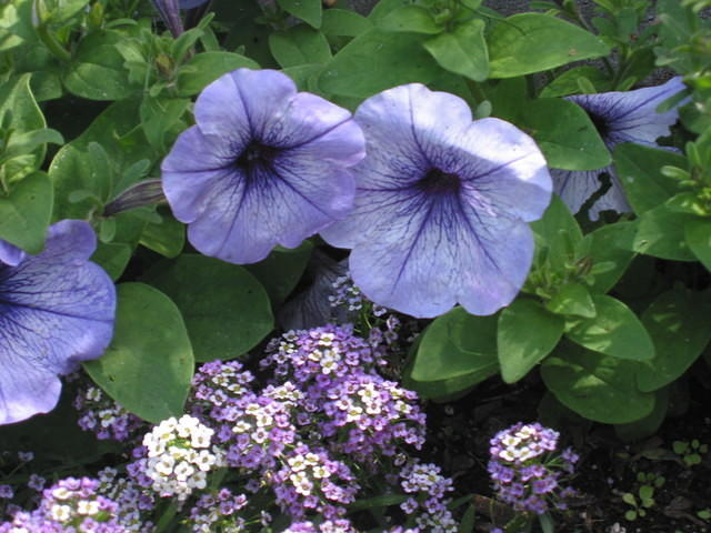 Petunia (and Alyssum)