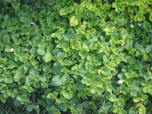 Bacopa