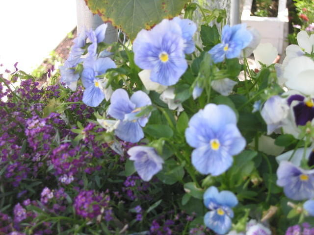 Pansy's and Alyssum