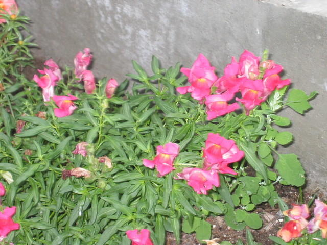Snapdragon