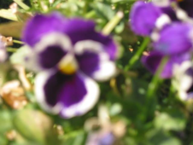 Pansy