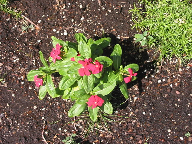 Vinca