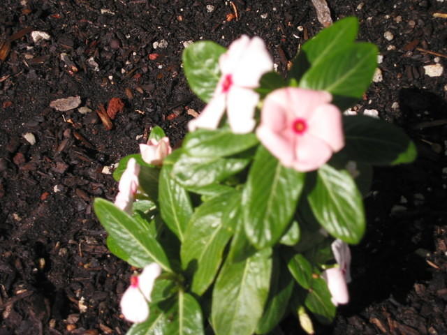 Vinca