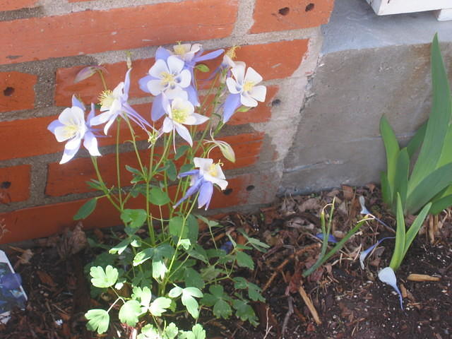 Columbine