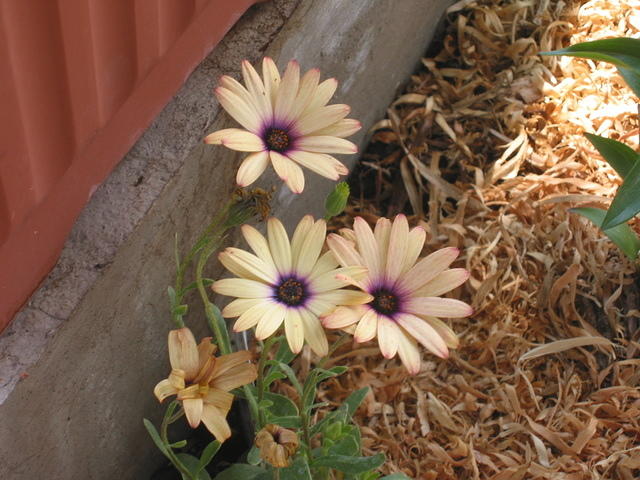 IMG 3557