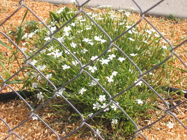 IMG 3559