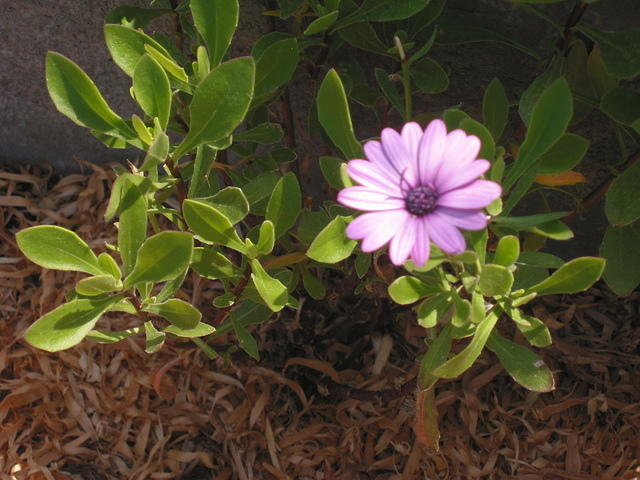 IMG 3560