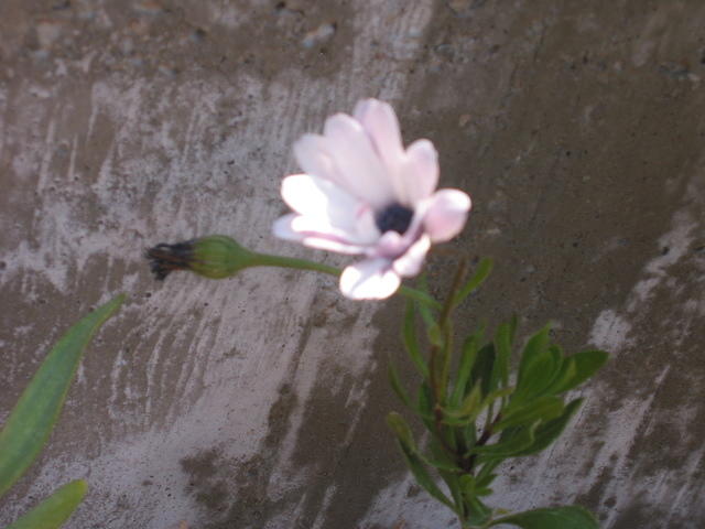 IMG 3561