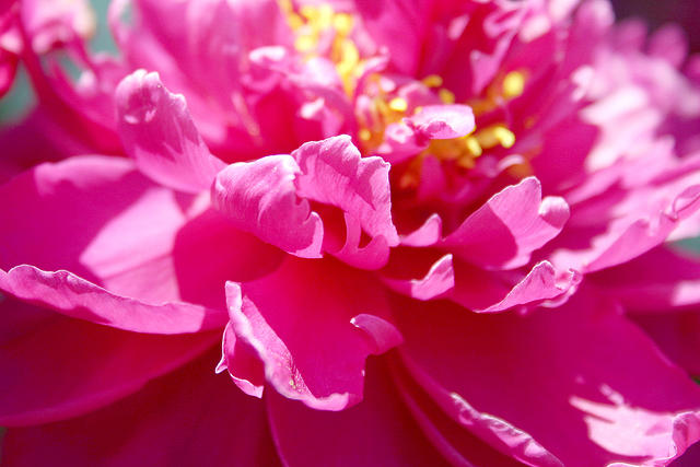 Dying peony