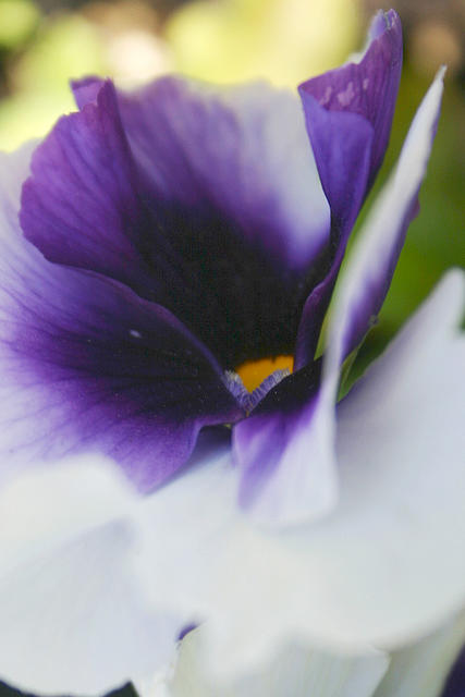 Pansy