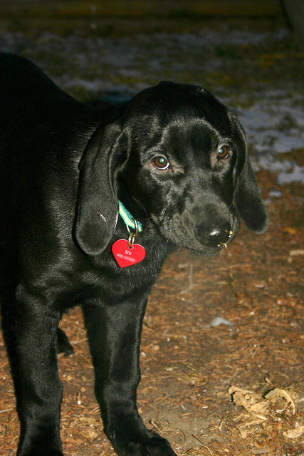 Sid