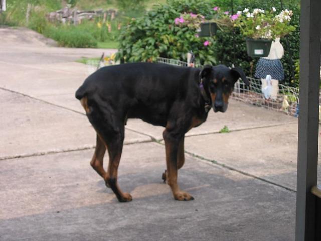 Duke