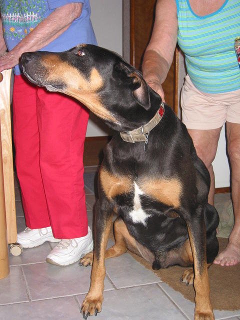 Duke