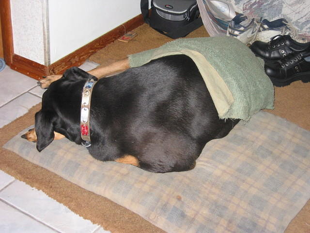 Duke