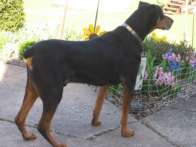 Duke