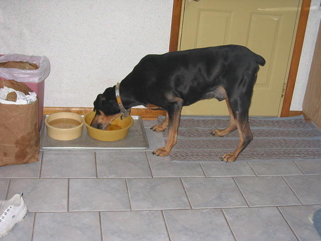 Duke