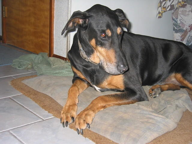 Duke