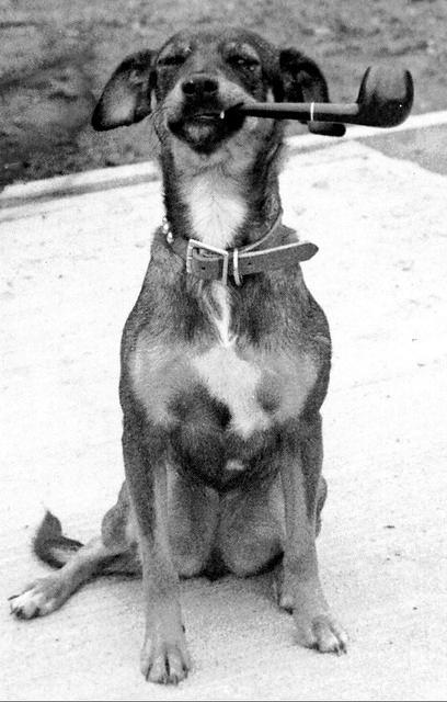 Tammy - 1972