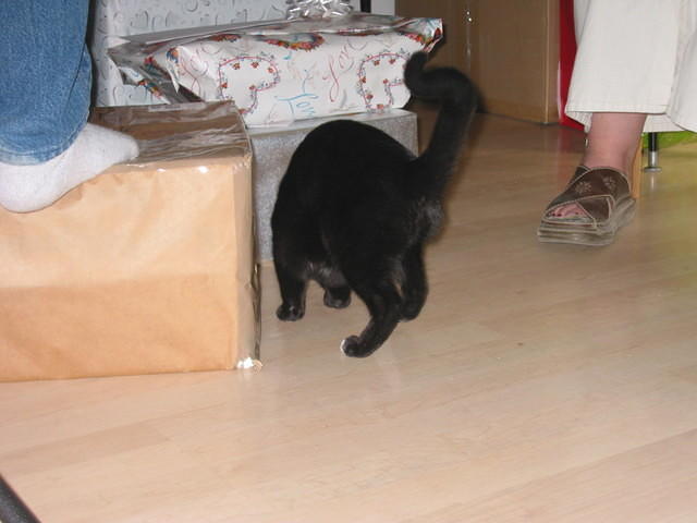 Shawn and Michelle's kitten, Rio. 10/5/03