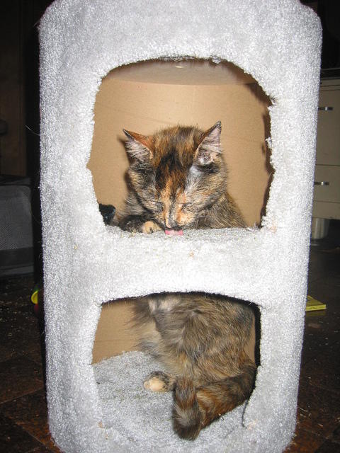 IMG 3432