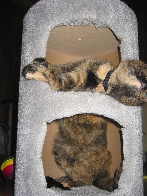 IMG 3442