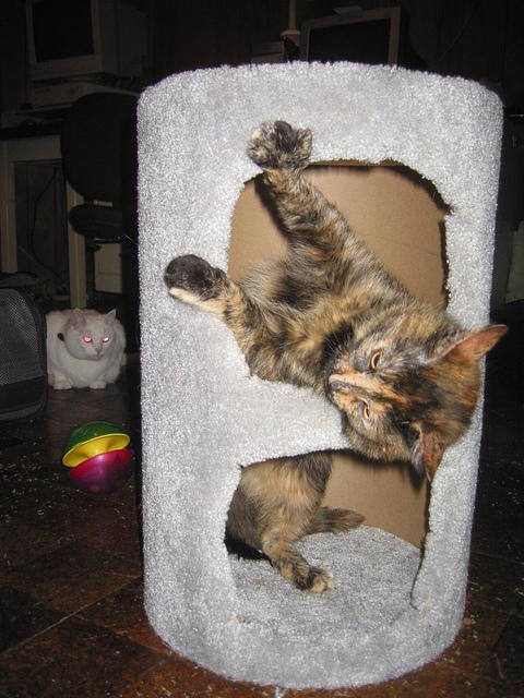 IMG 3482