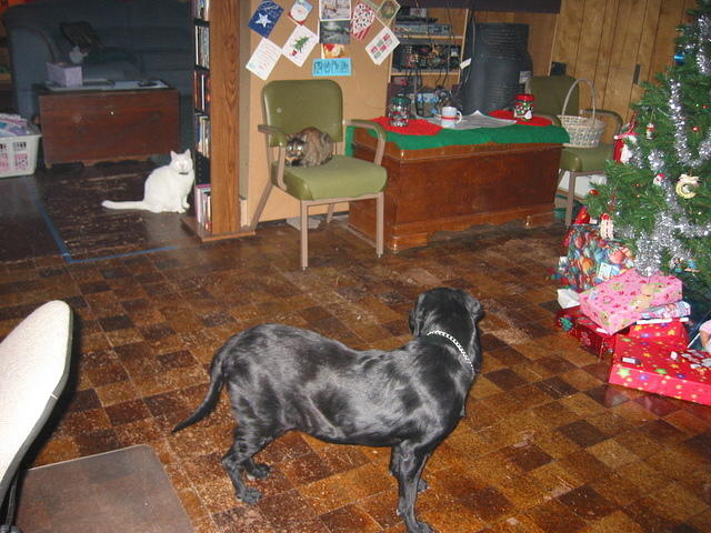 Lacy, Charm, and Ebony.