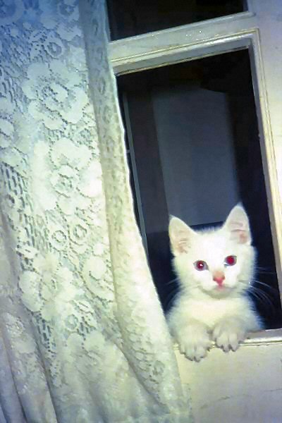 Kitten Lacy