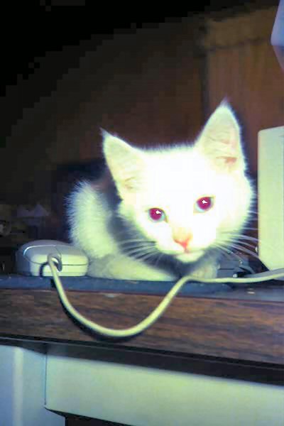 Kitten Lacy