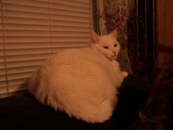Lacy - 2/24/02