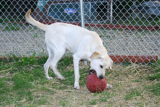 IMG_0121a.jpg