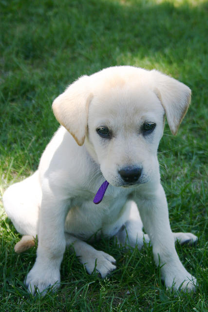 Little Lily