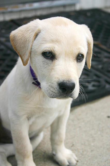 Lily