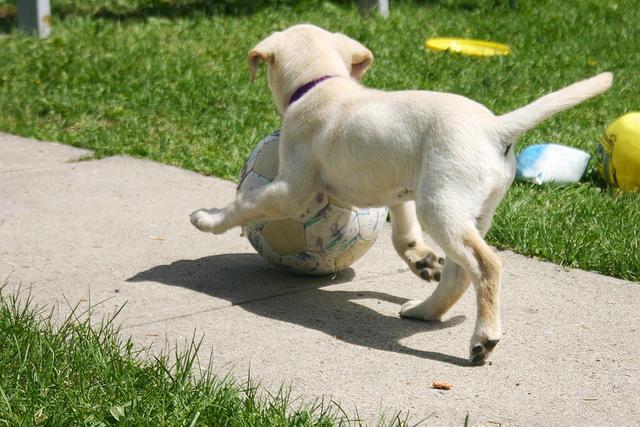 Lily running after the soccer ball