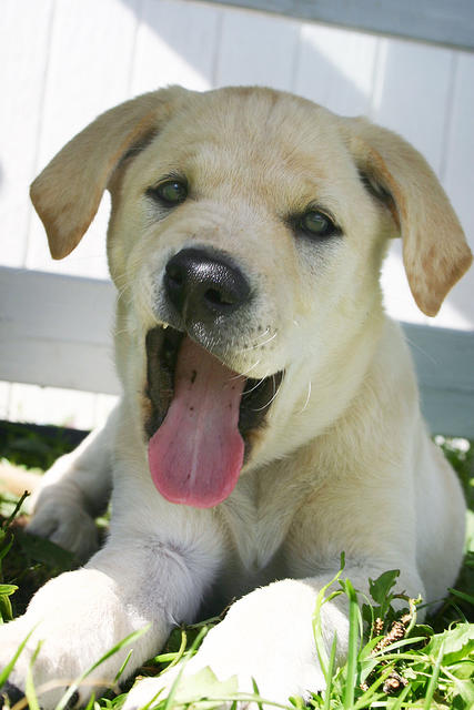 Lily and her funny face. ;D