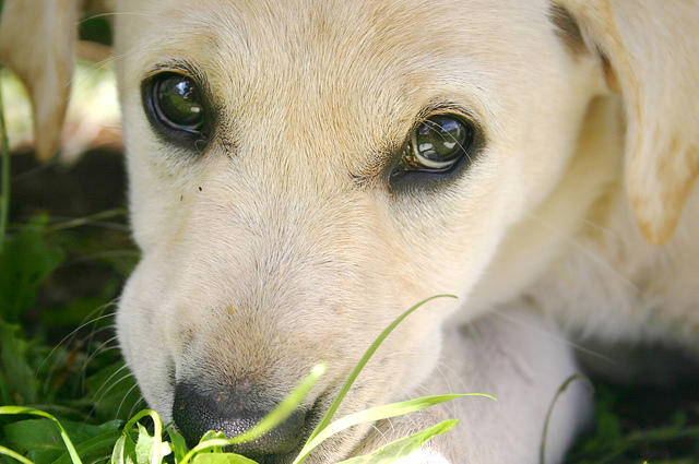 Lily close-up.  She looks so sweet here.  Looks can be deceiving ;)