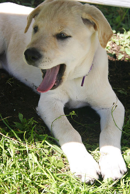 Lily yawn.