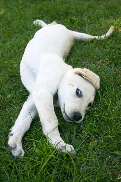 Lily stretched out