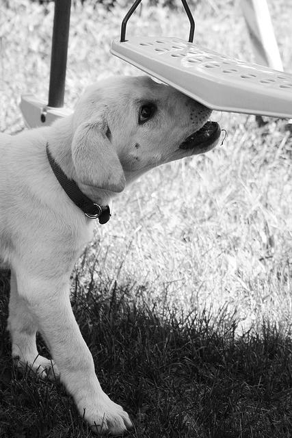 Lily eating the swingset, in black and white