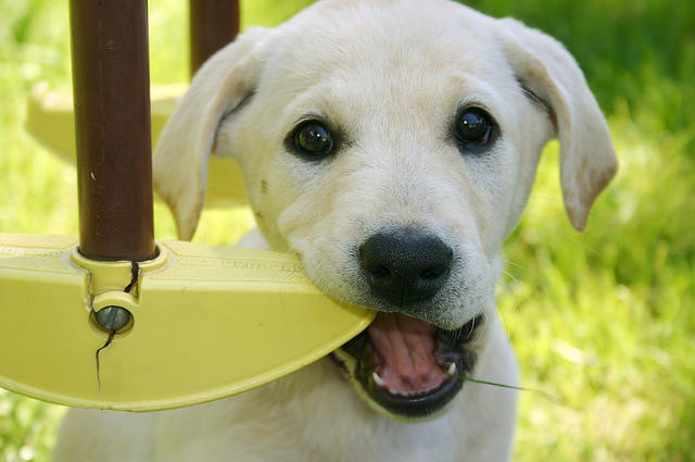Lily eating the swingset