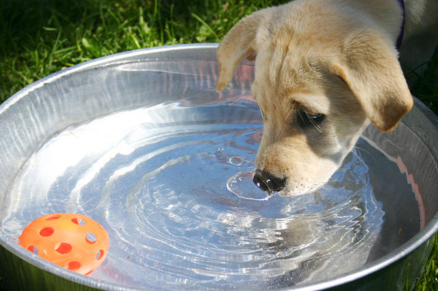 Lily playing with toys in her water bowl.