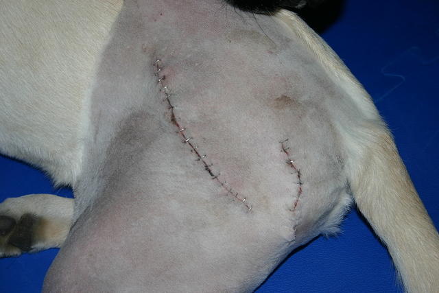 The results of Lily's first surgery