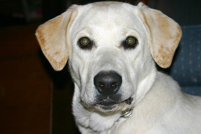 Lily