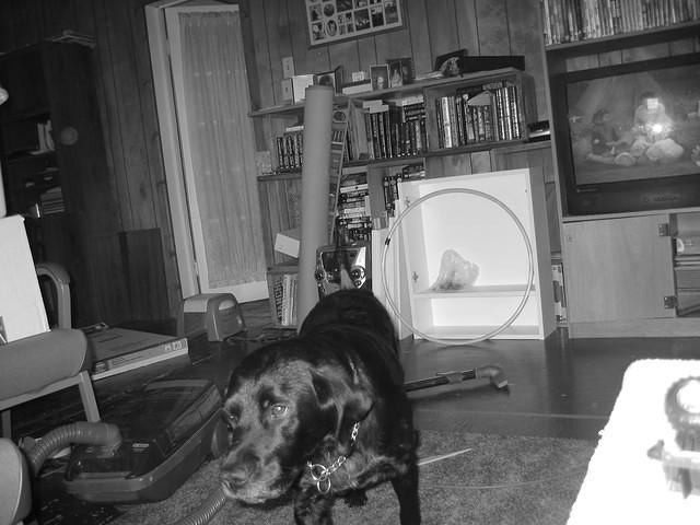 Carrie took this picture of Ebony too.