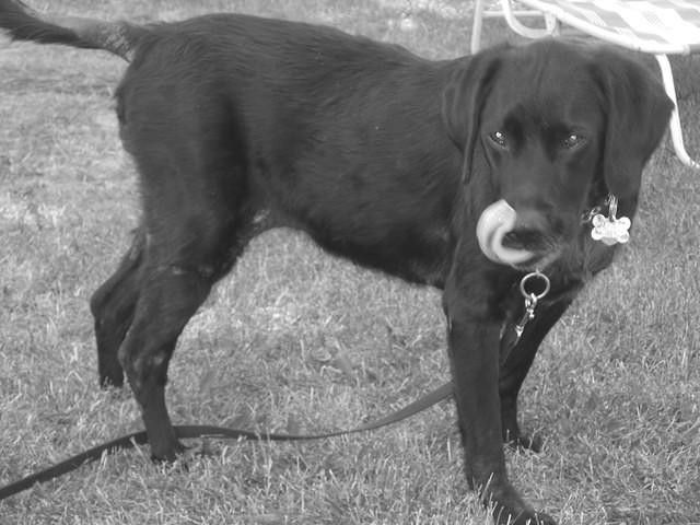 Mid-lick.  7/3/04