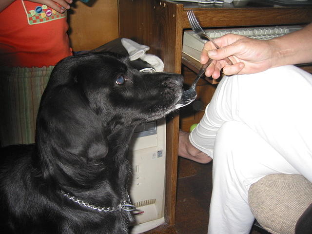 Mom feeding Ebony.. there's no wonder why she begs.