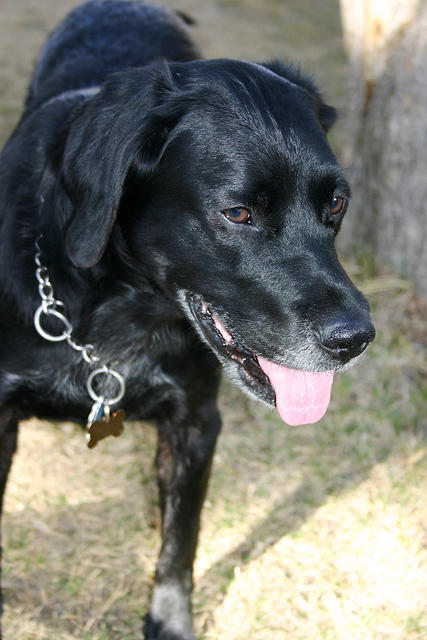 Ebony