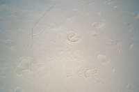 Paige Was Here